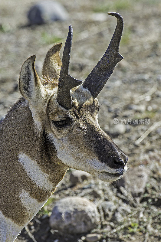 叉角羚(Antilocapra americana)是偶蹄类哺乳动物的一种，原产于北美西部和中部的内陆，发现于黄石国家公园。一只雄性叉角羚在干草中。